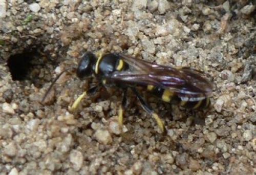 Réf. 46 777 : Gorytes laticinctus
