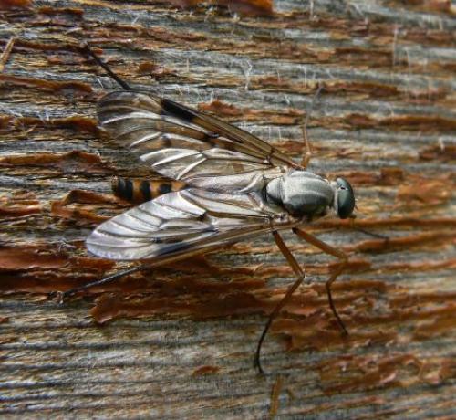 Réf. 46 570 : Rhagio scolopaceus