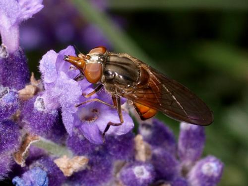 Réf. 46 849 : Rhingia campestris