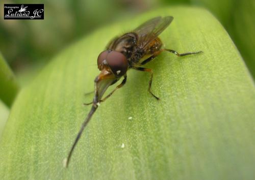 Rhingia campestris