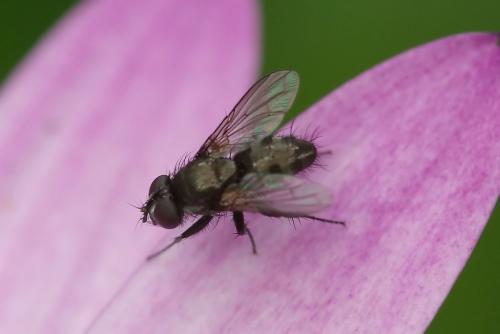 Rhinophora lepida