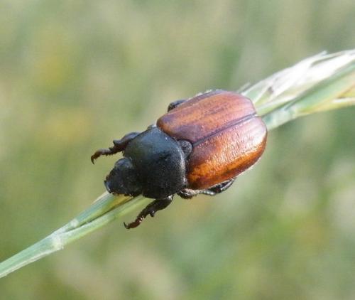 Réf. 46 138 : Anisoplia tempestiva