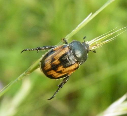 Anisoplia sp.