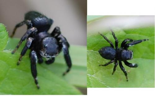 Evarcha arcuata