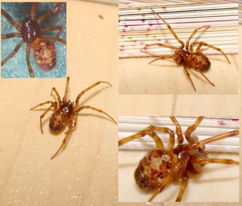 Steatoda triangulosa