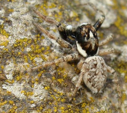 Menemerus semilimbatus