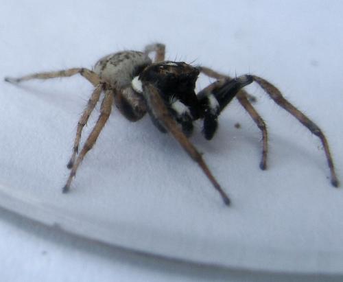 Menemerus semilimbatus