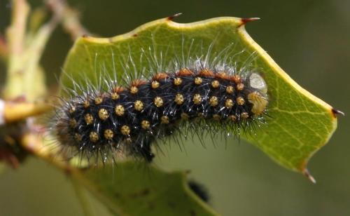 Réf. 46 012 : Saturnia pyri