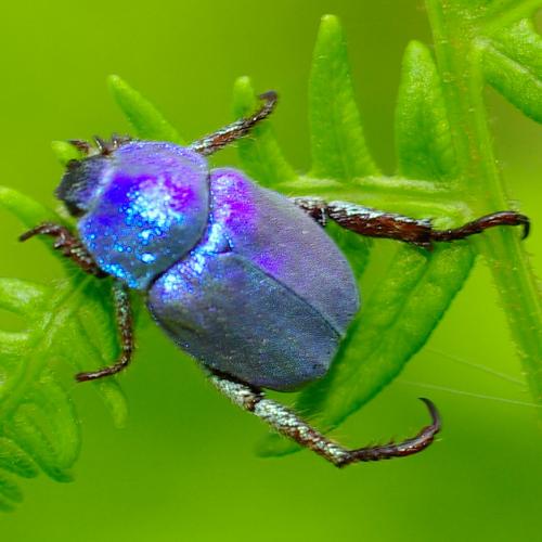 Hoplia coerulea
