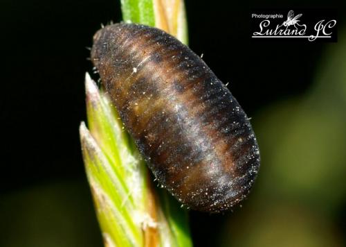 Réf. 46 664 : Scaeva pyrastri