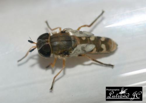 Réf. 46 665 : Scaeva pyrastri