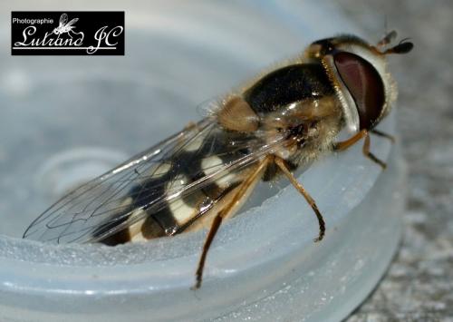Réf. 46 666 : Scaeva pyrastri