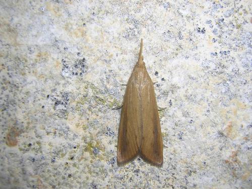 Schoenobius gigantella