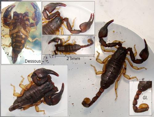 Réf. 46 775 : Euscorpius sp.