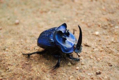 Coprophanaeus lancifer