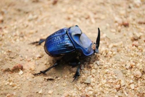 Coprophanaeus lancifer
