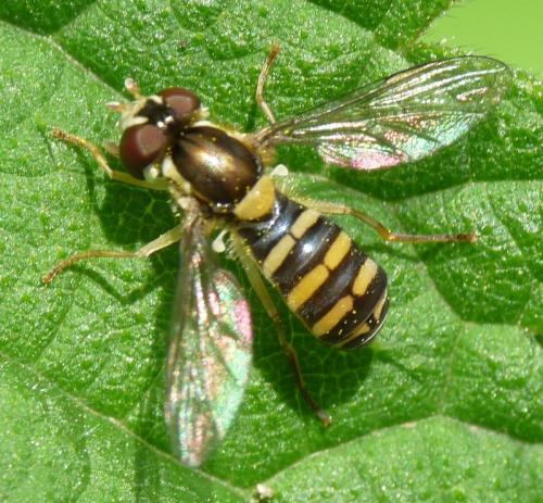 Réf. 46 235 : Sphaerophoria sp.