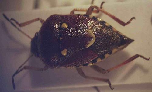 Stagonomus amoenus