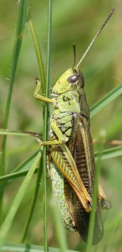 Réf. 46 980 : Stauroderus scalaris scalaris
