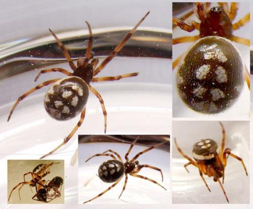 Steatoda sp.