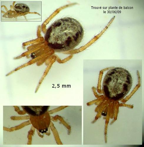 Réf. 46 966 : Steatoda nobilis