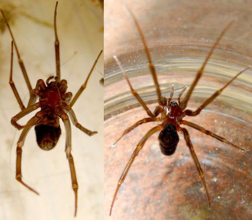 Steatoda sp.
