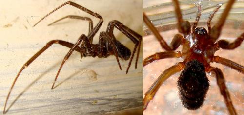 Steatoda sp.