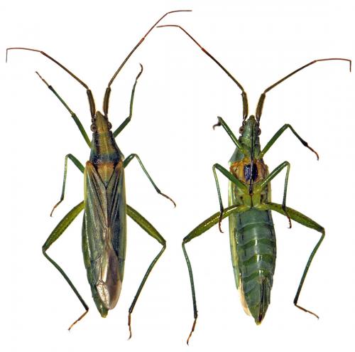 Stenodema laevigata