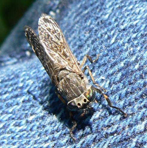 Haematopota sp.