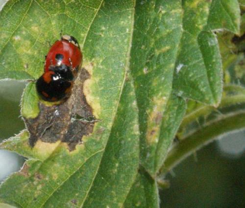 Adalia bipunctata bipunctata