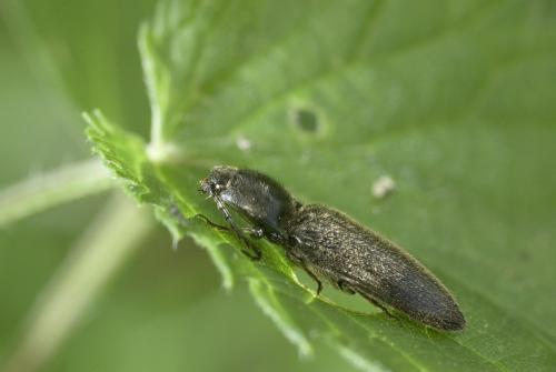 Réf. 46 627 : Hemicrepidius hirtus