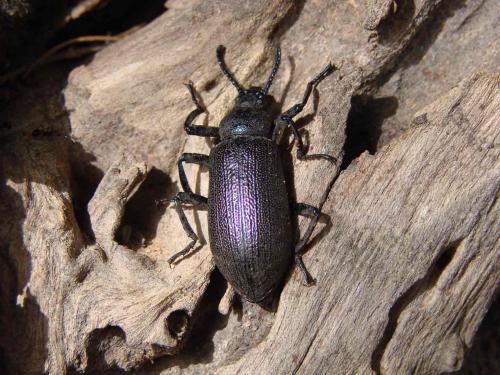 Réf. 46 753 : Metallonotus metallicus