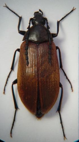 Réf. 46 439 : Pseudocistela ceramboides