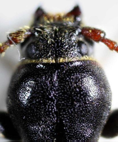 Réf. 46 095 : Tetropium castaneum