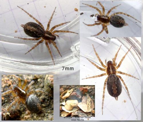 Textrix sp.