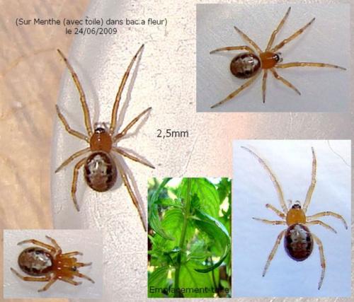 Réf. 46 674 : Steatoda nobilis