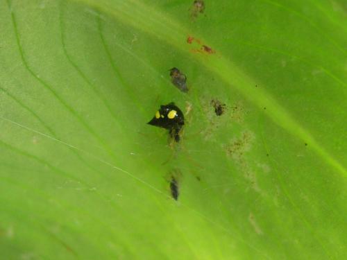 Réf. 46 339 : Theridula gonygaster