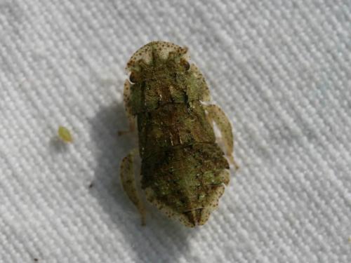 Ledra aurita