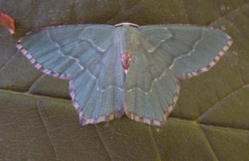 Hemithea aestivaria