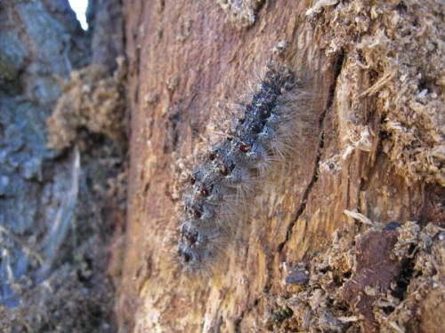 Lymantria dispar