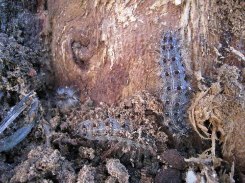 Lymantria dispar
