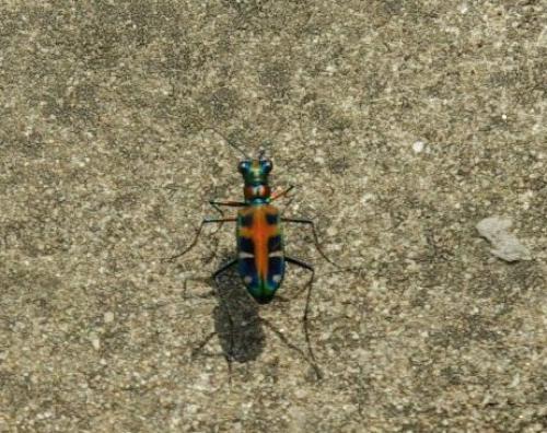Réf. 46 806 : Cicindela duponti