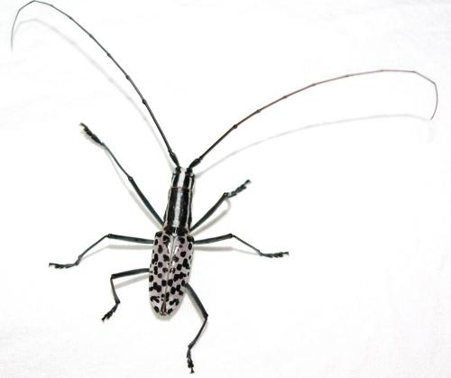 Réf. 46 769 : Macrochenus isabellinus