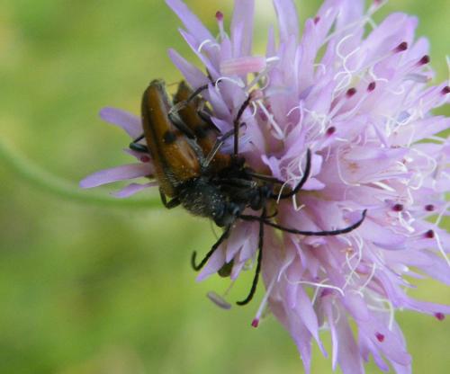 Vadonia unipunctata
