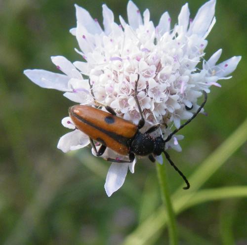 Vadonia unipunctata