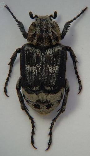Réf. 46 885 : Valgus hemipterus