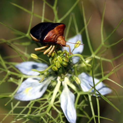 Réf. 46 597 : Ventocoris rusticus