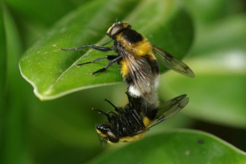 Volucella bombylans