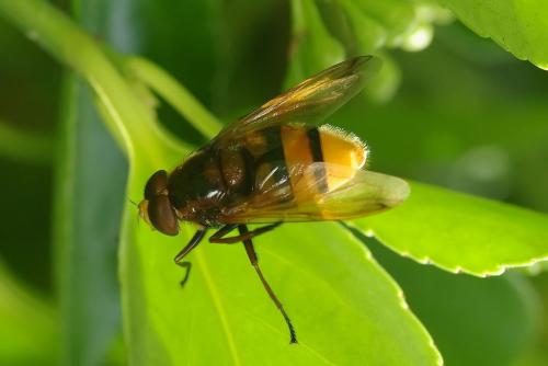 Volucella zonaria