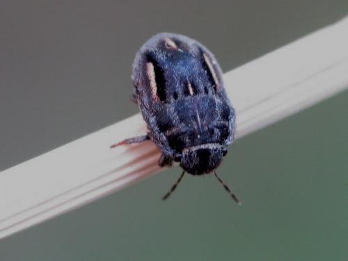Réf. 46 618 : Odontoscelis lineola